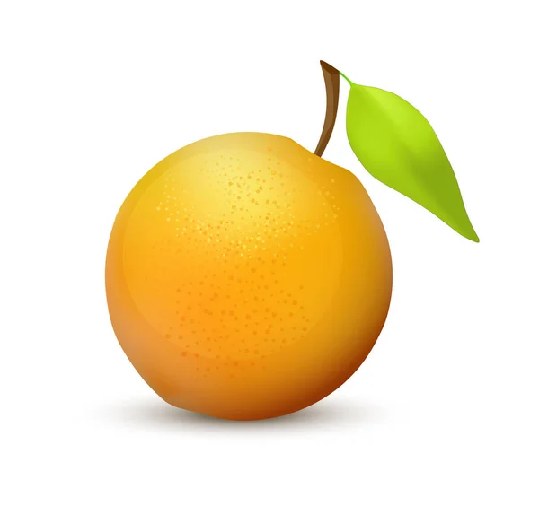 Fruto naranja, ilustración realista icono vectorial aislado sobre fondo blanco. Colores vibrantes y jugosos . — Archivo Imágenes Vectoriales