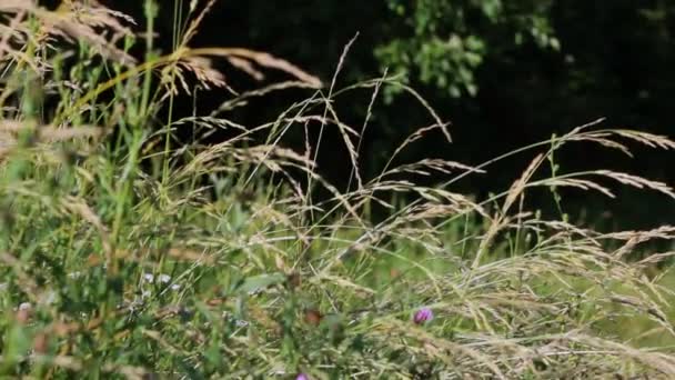 Forest Grass, Nahaufnahme von Grün in sanfter Bewegung — Stockvideo