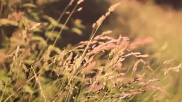 Floresta Grama clouse até ao pôr do sol — Vídeo de Stock