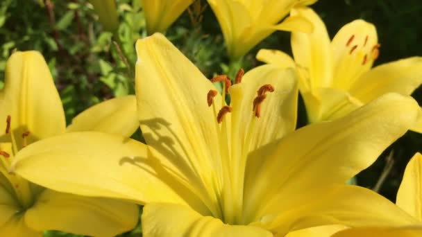 Krásná žlutá lilie květina extrémní zblízka. Vysoce kvalitní FullHD záběry — Stock video