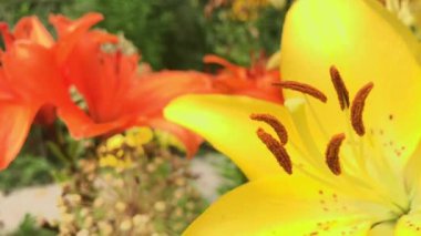 Çiçek açan bahçede güneşli bir günde kapanıyor.