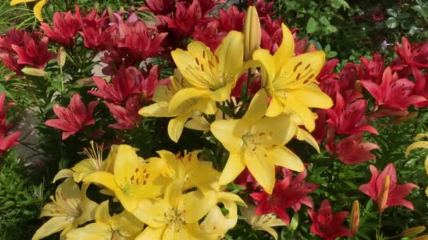 Fiori gialli e gigli rossi si chiudono nella giornata di sole in un bellissimo giardino fiorito — Video Stock