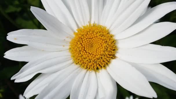 Daisy virág közelről, gyönyörű kamilla pollennel. — Stock videók