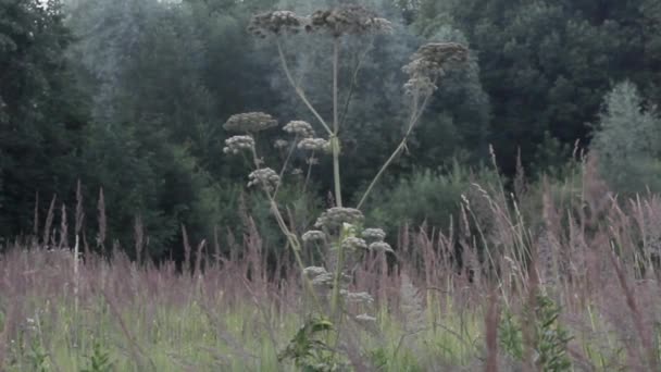 Hogweed Borscht grass - Video with dangerous herb growing in forest — 图库视频影像