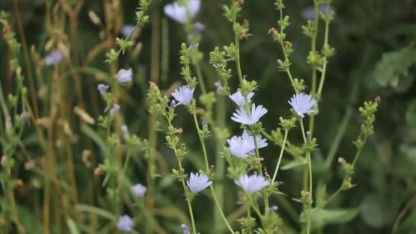Цикорий цветок на красивом природном фоне с лекарственной травой — стоковое видео