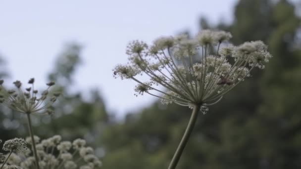 Poisonous Hogweed menutup dengan ruang salinan — Stok Video