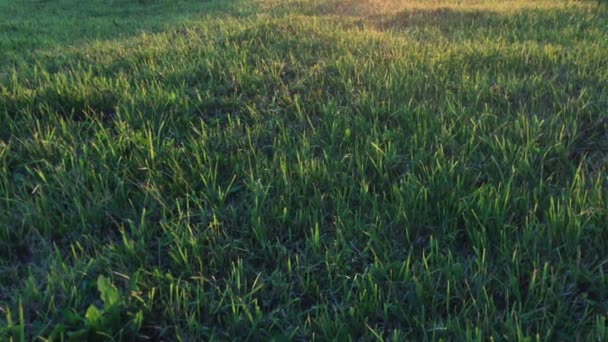 Zöld mező bolyhos fűvel a naplemente arany sugaraiban — Stock videók