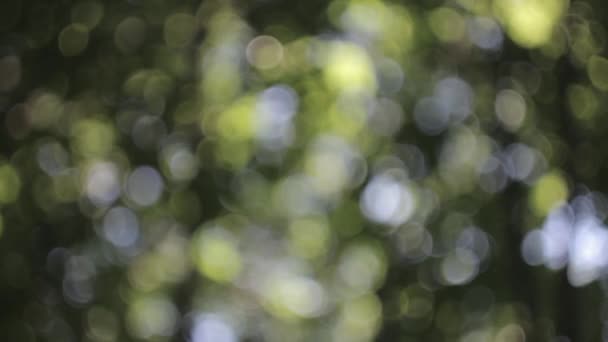 Forêt avec des lumières Bokeh, des images Full HD bouclées