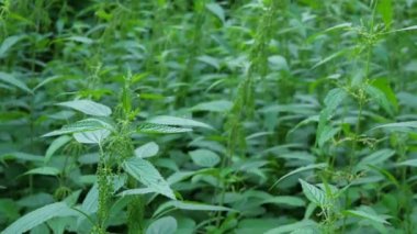 Akşamları High Nettle bitkileri yaz ormanlarını kapatır.