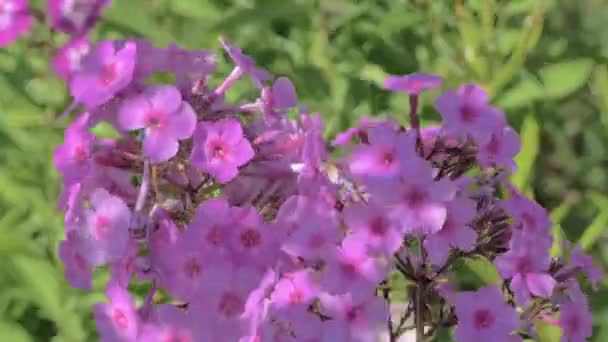Vibrant faisceau de phlox rose agitant sur le vent à la journée ensoleillée d'été