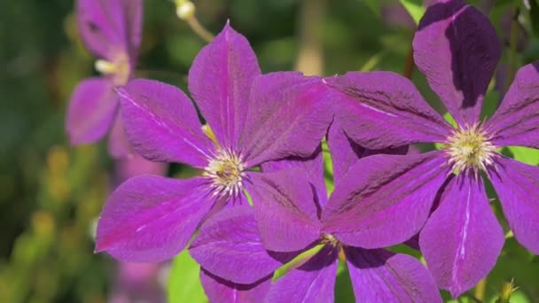 Violeta Clematis flor en el viento en jardín soleado — Vídeo de stock