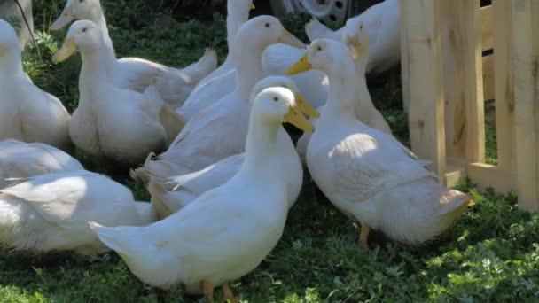 Weiße Gänse auf einem Bauernhof in einer großen Schar kneifen das grüne Gras. — Stockvideo