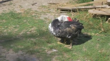 Muscovy ördek temizleme tüyleri