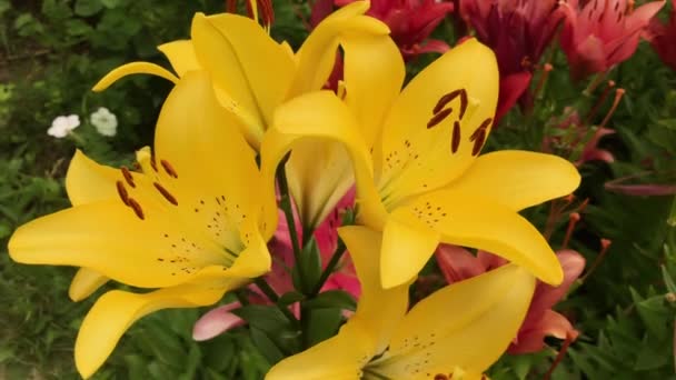 Stor gul lilja buske i blommande sommarträdgård närbild — Stockvideo