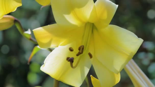 Gele Lelie op zonnige zomerdag in de achtertuin close-up met levendige kleuren — Stockvideo