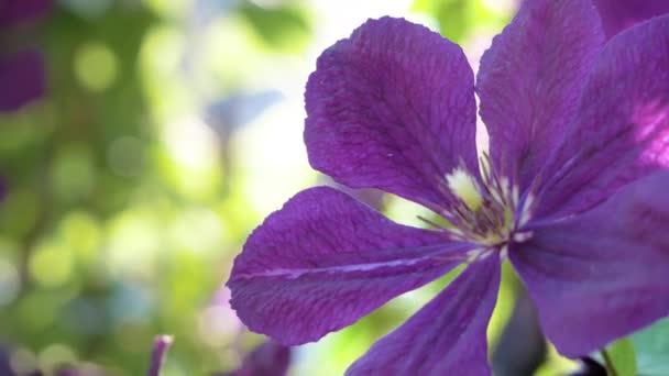 Violet Clematis kwiat z bliska na wietrze — Wideo stockowe