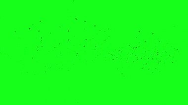 Karga kuşları gökyüzünde daireler çiziyor.