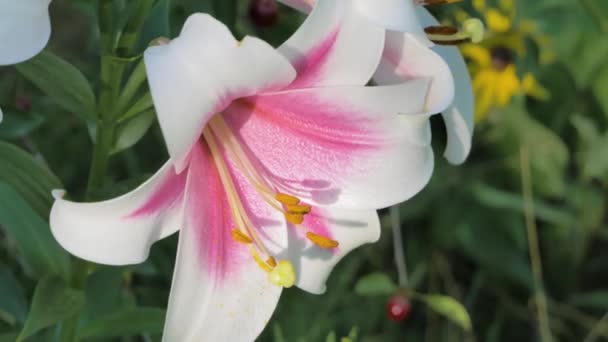Rosenlilie Blüte aus nächster Nähe an sonnigem Tag — Stockvideo