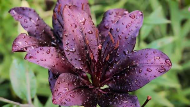 Lirio oscuro borgoña floreciendo en el patio trasero — Vídeos de Stock