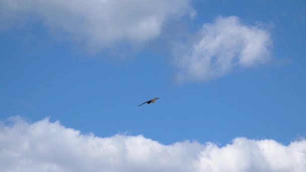 Drachen aus nächster Nähe fliegen bei blauem Himmel an einem sonnigen Sommertag — Stockvideo