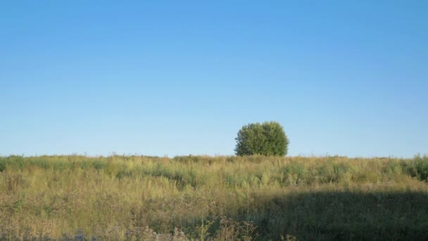 Landdistrikter med enkelt ensom Bush på Horizon under blå himmel – Stock-video