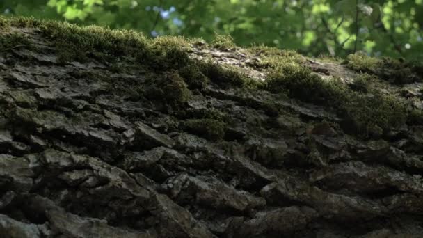 Mire a través del roble al follaje verde del bosque en el día soleado del verano — Vídeo de stock