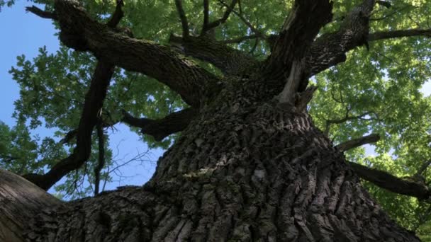 Titta upp till Big Oak träd i sommar solig skog — Stockvideo
