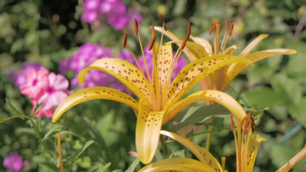 Kaplan Zambakları ve Phlox yaz güneşli bir günde çiçek açan bahçede. — Stok video