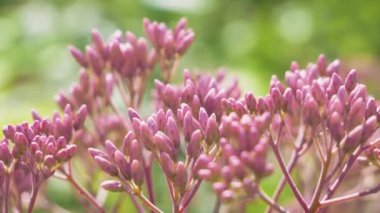 Güneşli yaz gününde Eupatorium maculatum gül rengi