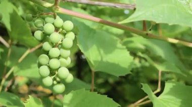 Rüzgarda sallanan üzümler - Şarapçılık veya bahçıvanlık için yeşil arkaplan