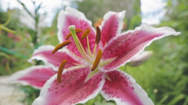 Rose Lily flor fechar no jardim ao vento — Vídeo de Stock