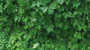 Hops Yaprakları 'na benzeyen kız üzümleri duvarı