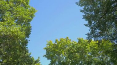 Güneşli bir günde, ormanın masmavi gökyüzüne bak.