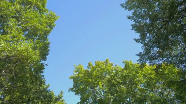 Kijk omhoog op blauwe lucht in het bos op zonnige dag, bovenaanzicht — Stockvideo