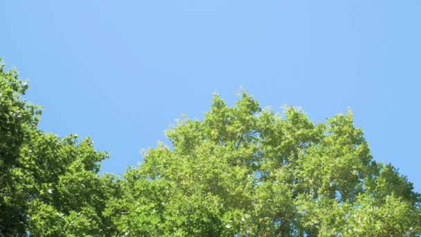 Forest Panorama con cielo azzurro nella giornata di sole — Video Stock