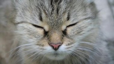 Gri kedi yüzü doğrudan görüş alanında.