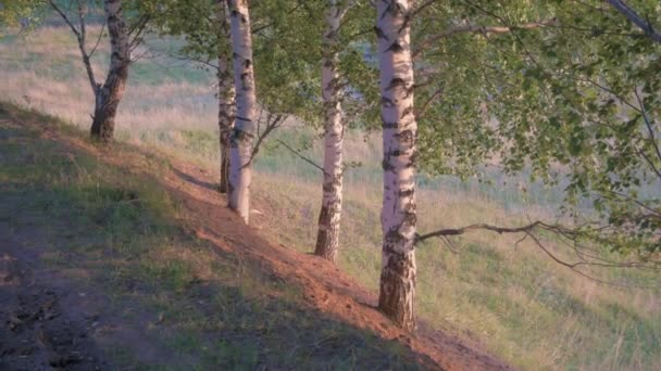 Красивый природный ландшафт с березами в спокойную вечернюю погоду — стоковое видео