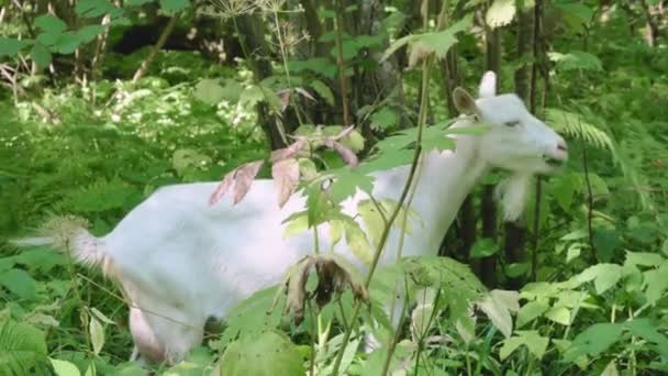 Happy White Goat eet een hazelnoot boom in het bos — Stockvideo