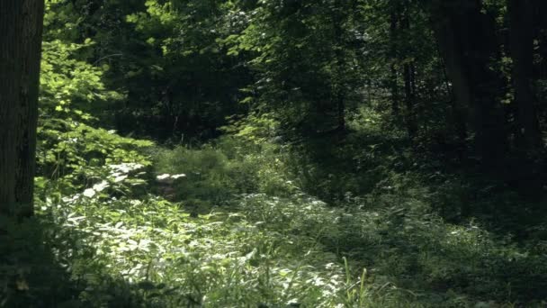 Природа літнього спокійного лісу в статичному відео — стокове відео