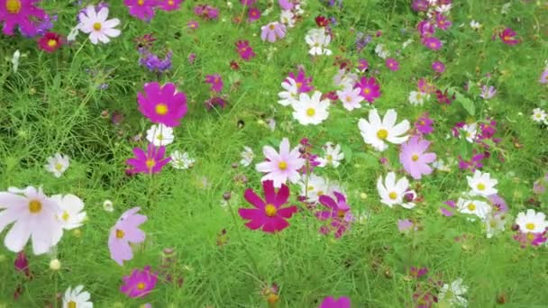 Bloemenbed met Cosmeya paarse bloemen close-up op een groene achtergrond — Stockvideo