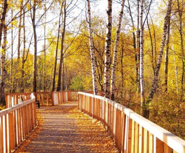 Huş ağacına sonbahar geldi.