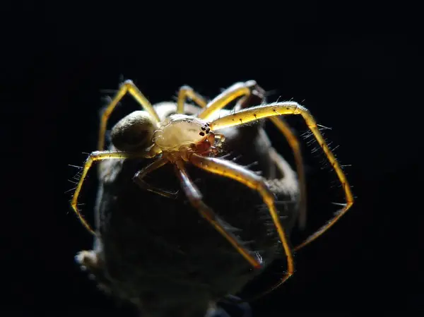 Araña Está Sentada Sobre Una Bellota — Foto de Stock