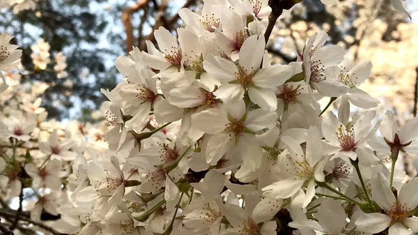 Japonya 'daki kiraz ağaçlarının çiçek açması..