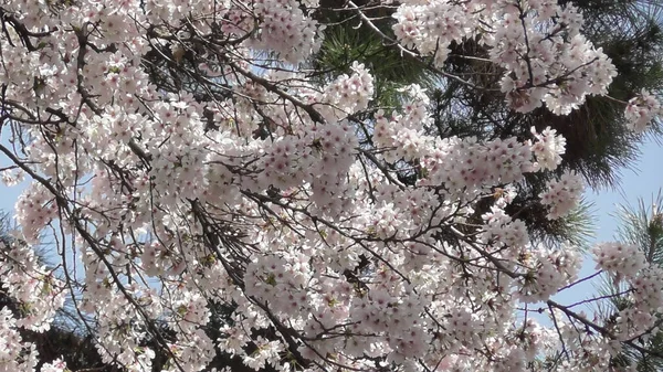 Ohanami. Sakura. Kirazlı Bloosom Japonya.