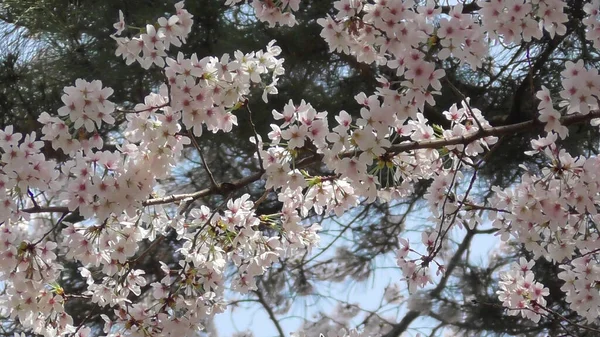 Ohanami Sakura Cherry Bloosom Japão — Fotografia de Stock