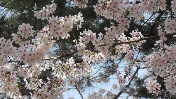Ohanami. Sakura. Kirazlı Bloosom Japonya.