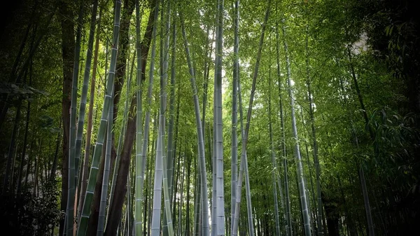 Japon Bambu Ormanı Görünümü — Stok fotoğraf