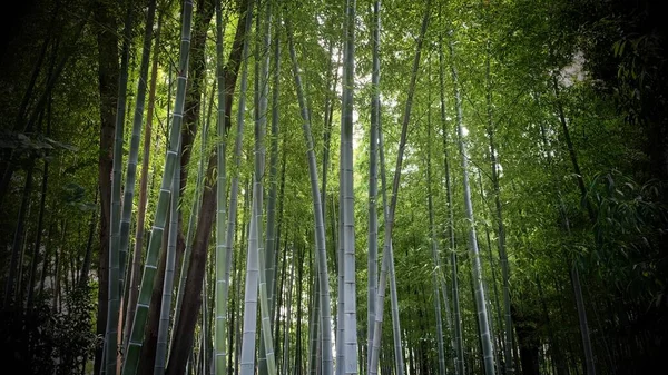 Japon Bambu Ormanı Görünümü.