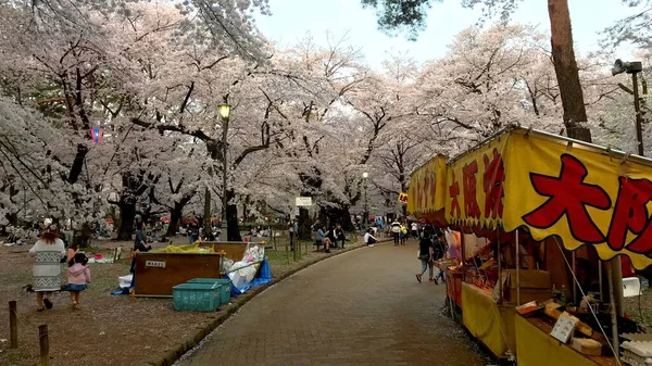 Japonya 'daki kiraz ağaçlarının çiçek açması sırasında insanlar bu gösterinin tadını çıkarmak, içmek ve yemek yemek için parklarda toplanırlar. Birçok parkta Japon fast food tezgahları bulabilir ve ünlü takoyaki, yakisoba, karage, yakitori, okonomiyaki 'nin tadını çıkarabiliriz..