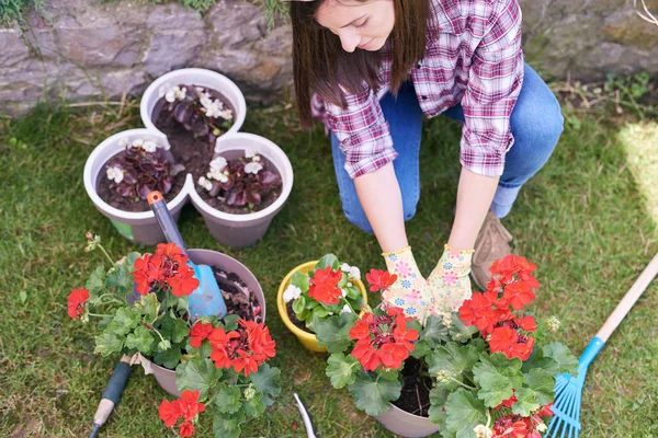 Vista superior de la sonriente jardinera caucásica en ropa de trabajo, con sombrero y guantes agachados y plantando pelargonio en su patio trasero . — Foto de Stock